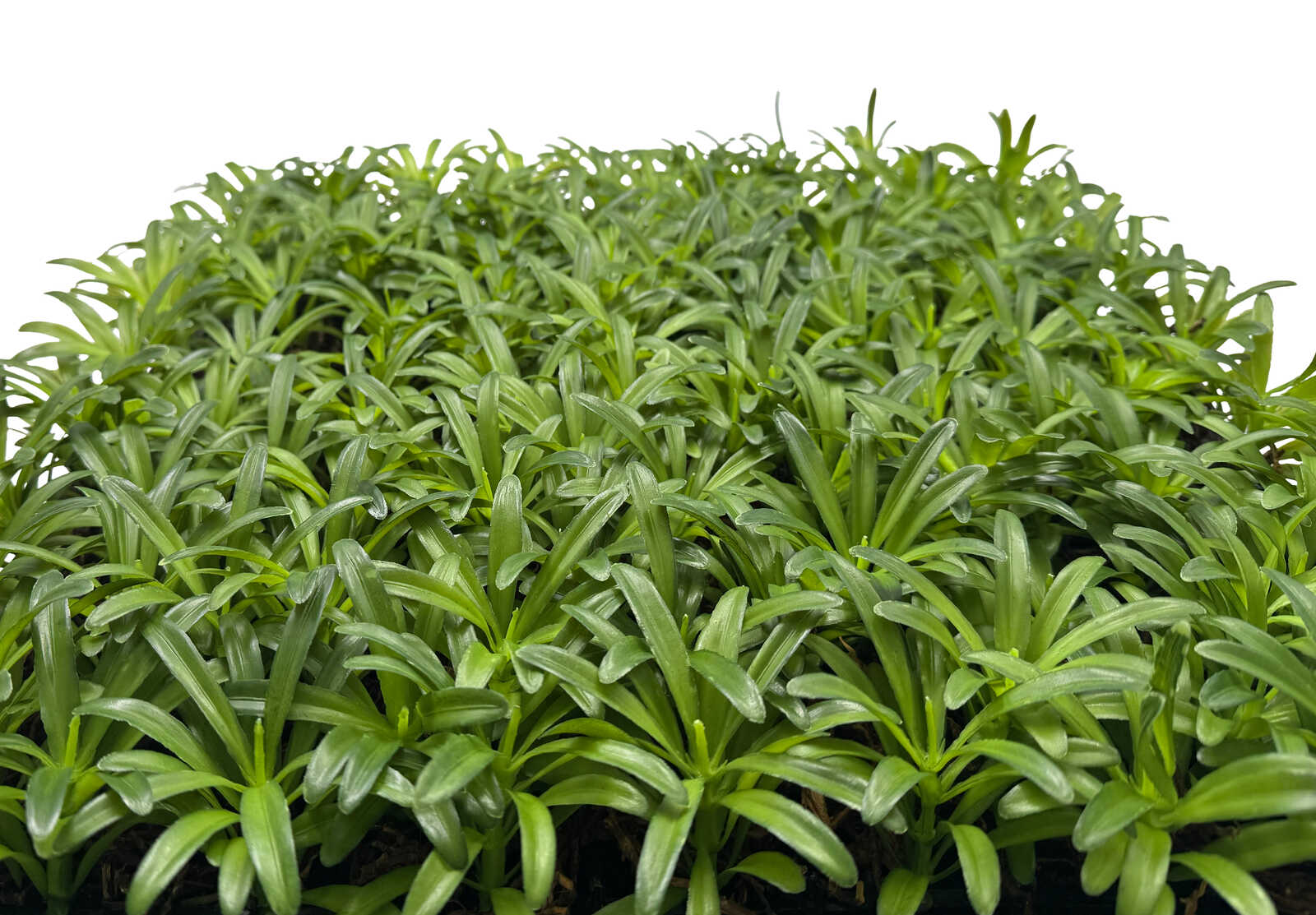 Panel Vegetal Podocarpus Tea Tree - Modular Wall - Foto 4