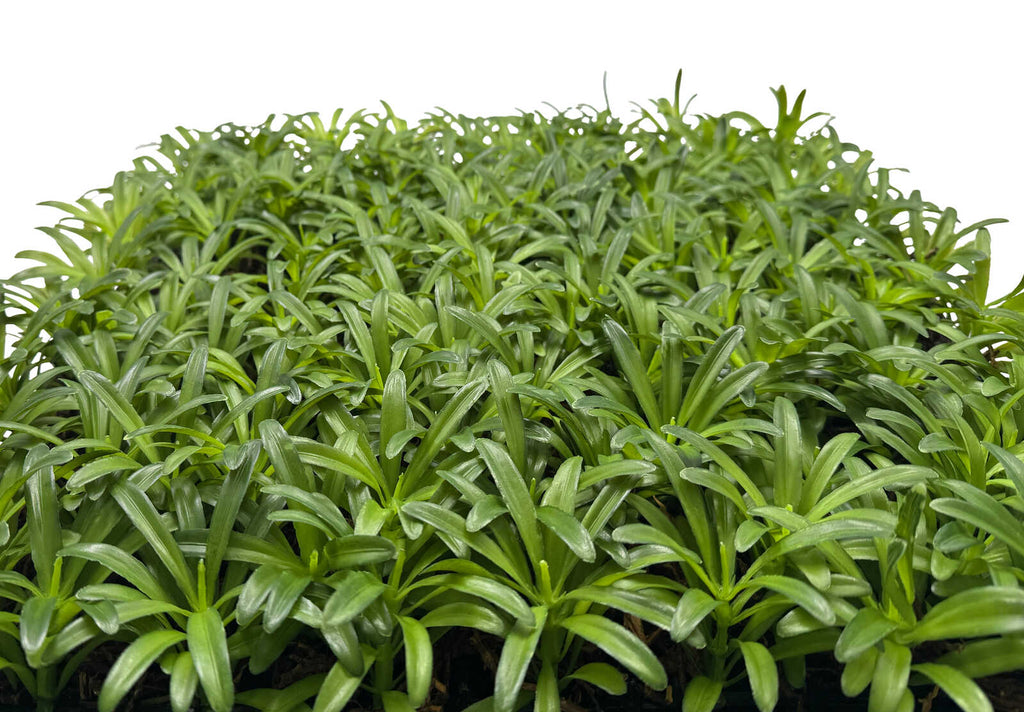 Panel Modular Wall - Podocarpus Tea Tree 52 x 52 x 5 cm (13667-9) - Imagen 4