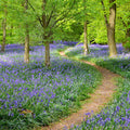 Fotomural Panel XXL 5 - Nature mural flower meadow with hiking trail on premium smooth fleece