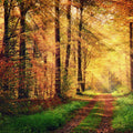 Fotomural Panel XXL 5 - Nature mural forest path in autumn on premium smooth fleece