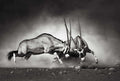 Fotomural DD Motive 2 - The Duel