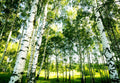 Fotomural Birch forest mural trees sunshine - DD Motive 2