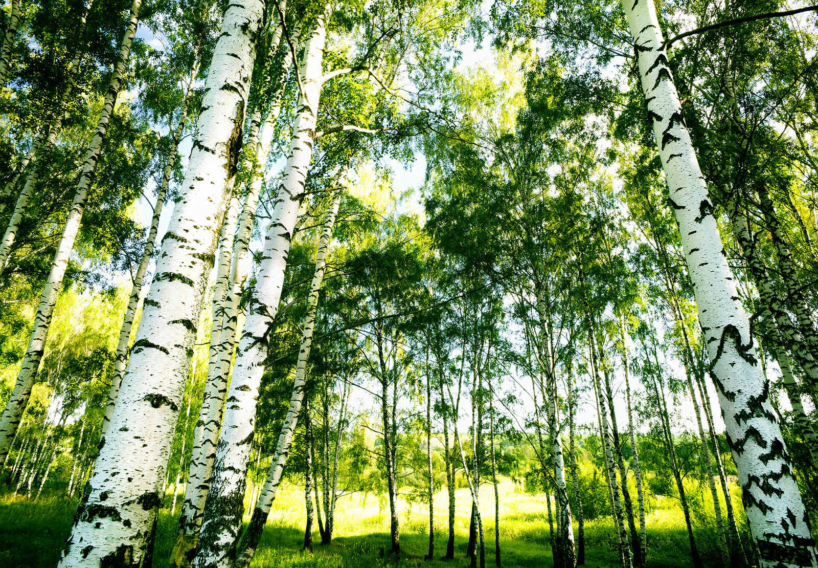 Fotomural Birch forest mural trees sunshine - DD Motive 2