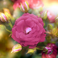 Fotomural XXL 3 - Blüte Pink