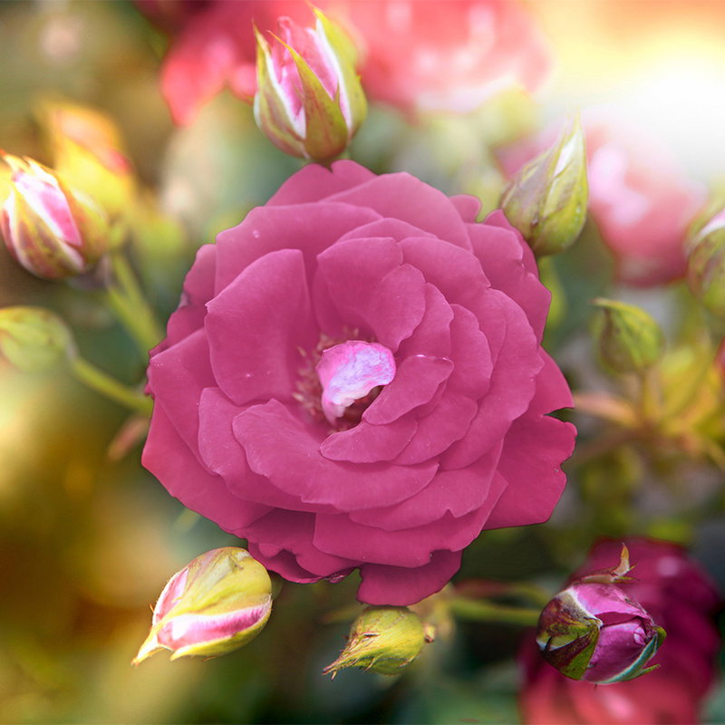 Fotomural XXL 3 - Blüte Pink