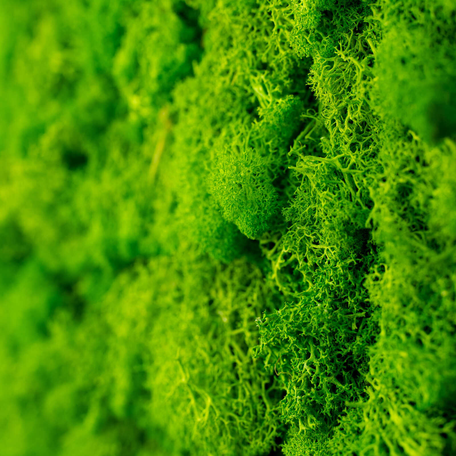 Panel de Musgo Natural Bright Green - Modular Wall - Foto 3