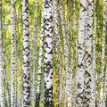 Fotomural Panel XXL 5 - Non-woven wallpaper in a natural look - 3D look photo wallpaper with light-coloured birch forest - green, white