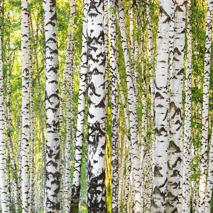 Fotomural Panel XXL 5 - Non-woven wallpaper in a natural look - 3D look photo wallpaper with light-coloured birch forest - green, white