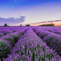 Fotomural XXL 3 - Lavender
