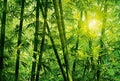 Fotomural Bamboo forest in sunlight mural - DD Motive 2