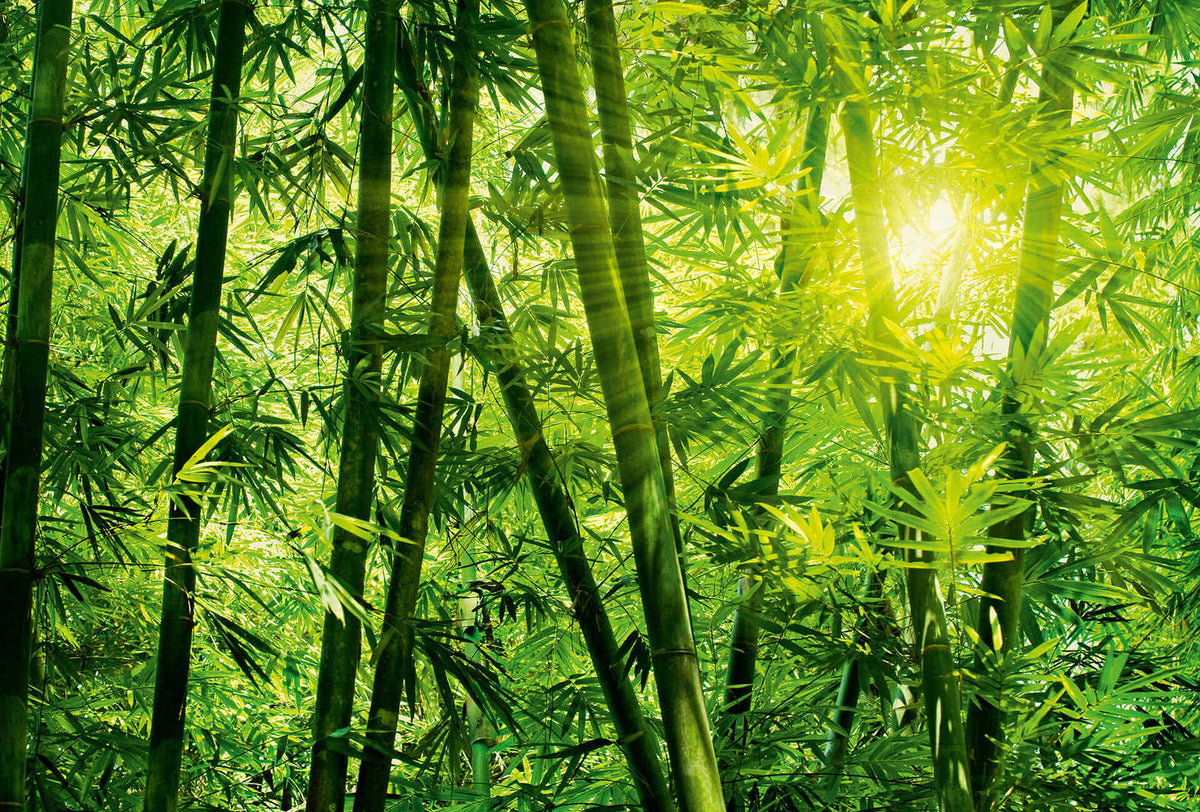 Fotomural Bamboo forest in sunlight mural - DD Motive 2
