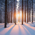 Fotomural XXL 3 - Winter Forest