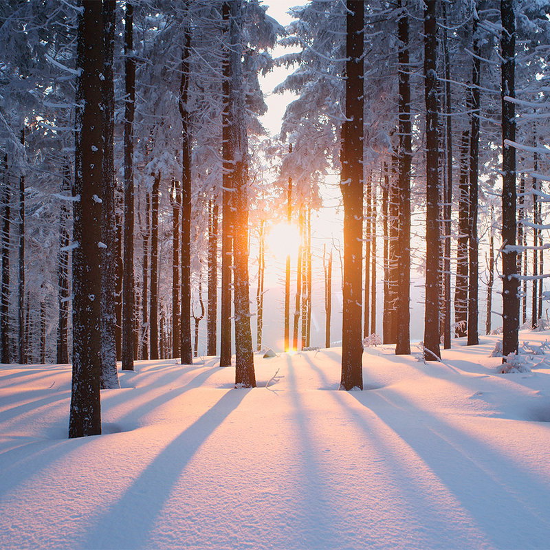 Fotomural XXL 3 - Winter Forest