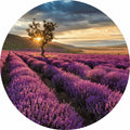 Fotomural Photo wallpaper round lavender field in Provence - DD Motive 2