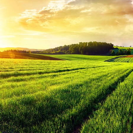 Fotomural Landscape mural fields & hills in the sunset - AP Digital 3