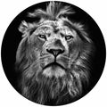 Fotomural Photo wallpaper mighty lion - DD Motive 2