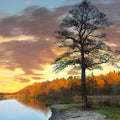 Fotomural XXL 3 - Tree At Sea