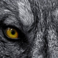 Fotomural Animal Wallpaper Close-up of Wolf Eyes - Premium Smooth Non-woven - XXL 2