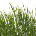 Fotomural Photo wallpaper grasses detail with white background - AP Digital 3