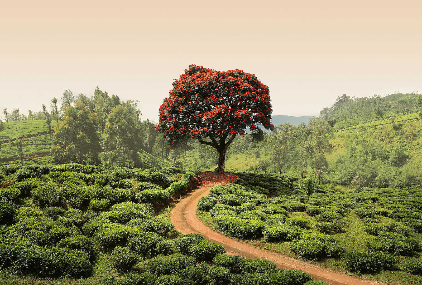 Fotomural Photo wallpaper landscape in Sri Lanka - green, red, brown - DD Motive 2