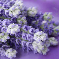 Fotomural XXL 2 - Lavender Bunch