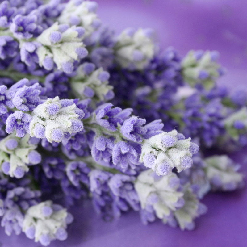Fotomural XXL 2 - Lavender Bunch