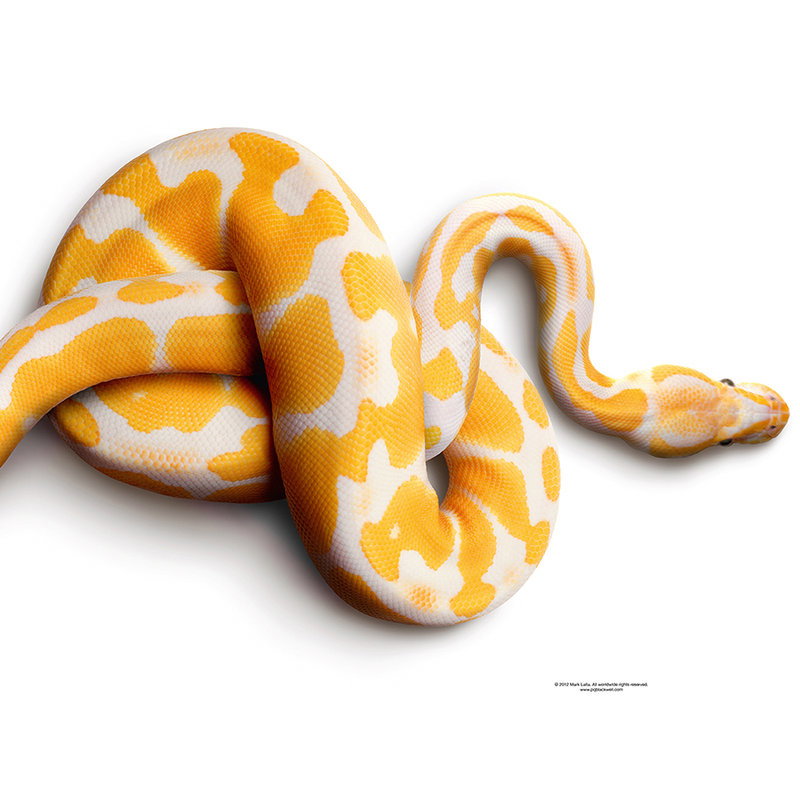 Fotomural Albino python - photo wallpaper snake - AP Digital 1