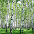 Fotomural XXL 3 - Birkenwald