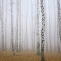 Fotomural livingwalls Fototapete XXLwallpaper 3 - XXL 3