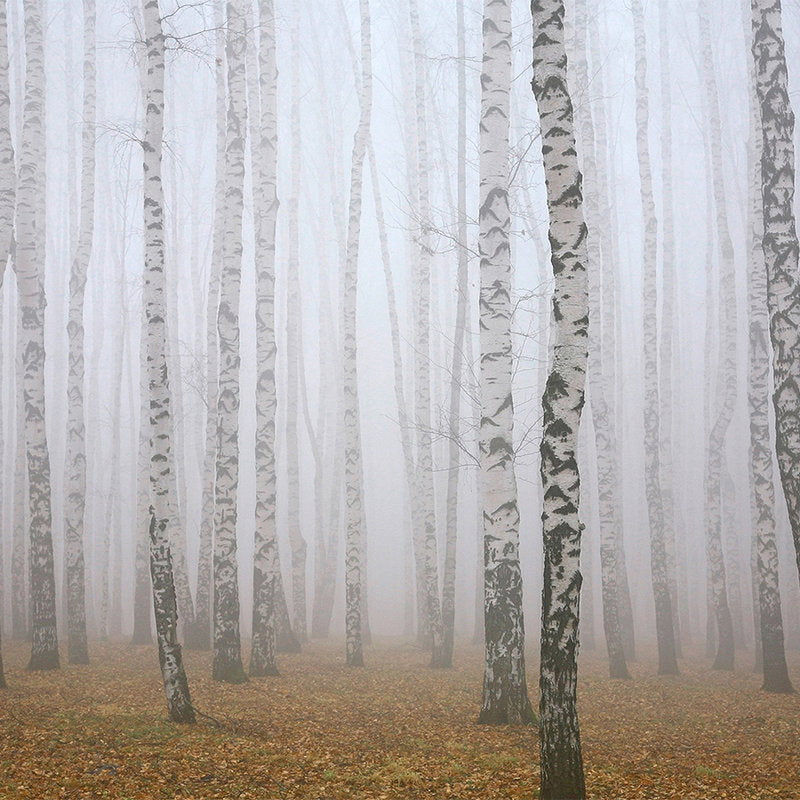 Fotomural XXL 3 - Birkenimnebel