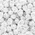 Fotomural Panel XXL 5 - Plants mural white roses on premium smooth fleece