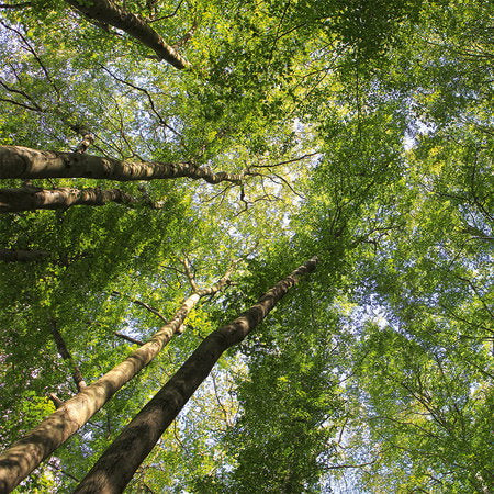 Fotomural Foliage canopy mural with deciduous forest treetops - AP Digital 1