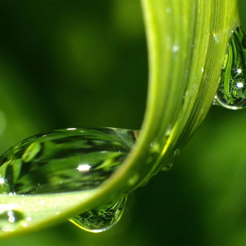 Fotomural XXL 2 - Dewdropsongras