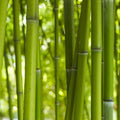Fotomural Panel XXL 5 - Nature wall mural bamboo close-up on premium smooth non-woven