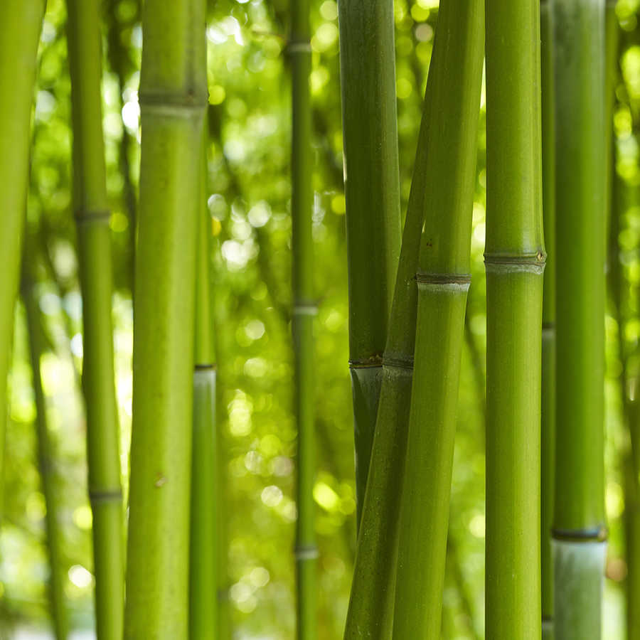 Fotomural Panel XXL 5 - Nature wall mural bamboo close-up on premium smooth non-woven