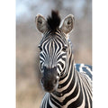 363623 African Queen III Rasch