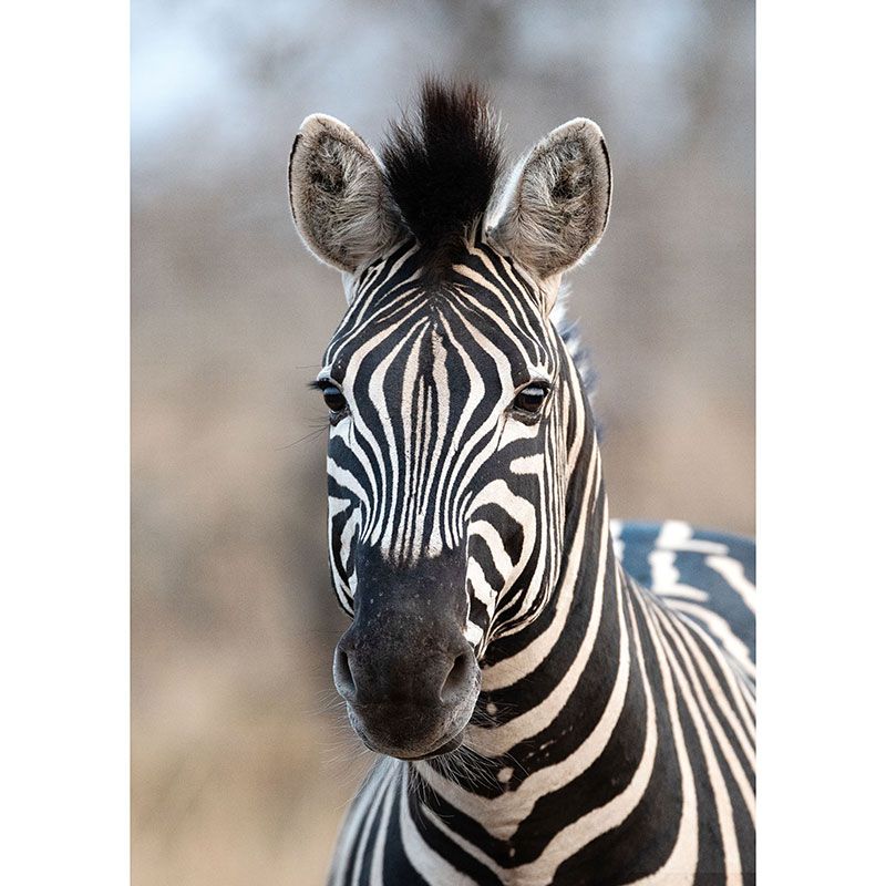 363623 African Queen III Rasch