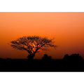 363654 African Queen III Rasch - Seva Pintores