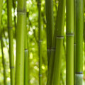 Fotomural Bamboo in Green Wallpaper - Premium Smooth Non-woven - XXL 2