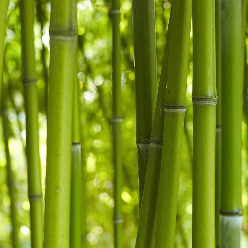 Fotomural Bamboo in Green Wallpaper - Premium Smooth Non-woven - XXL 2