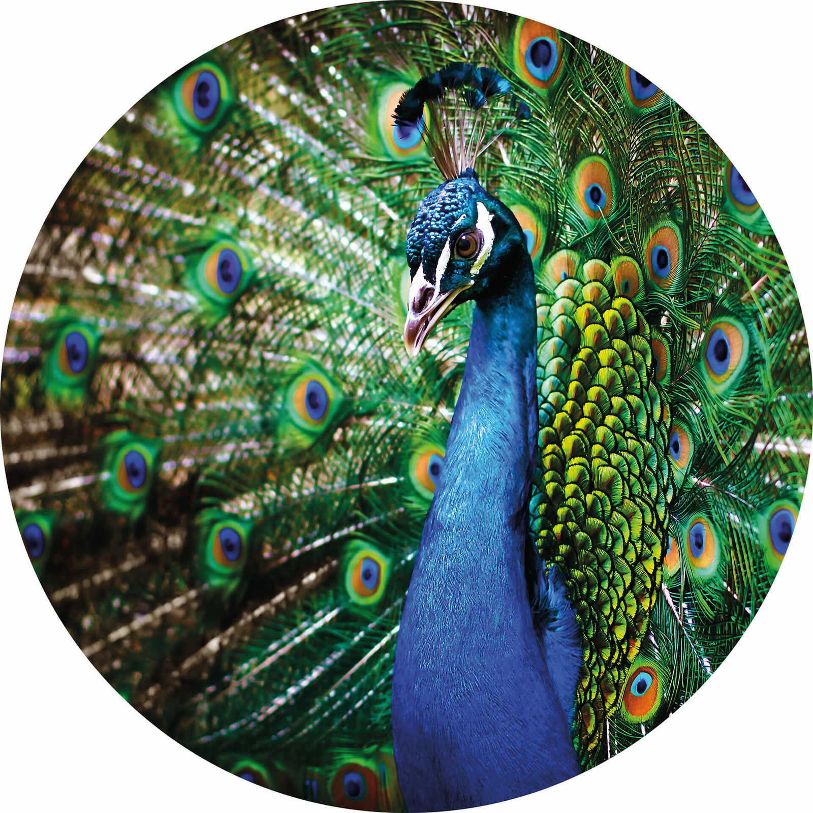 Fotomural Photo wallpaper round peacock - green, blue, yellow - DD Motive 2