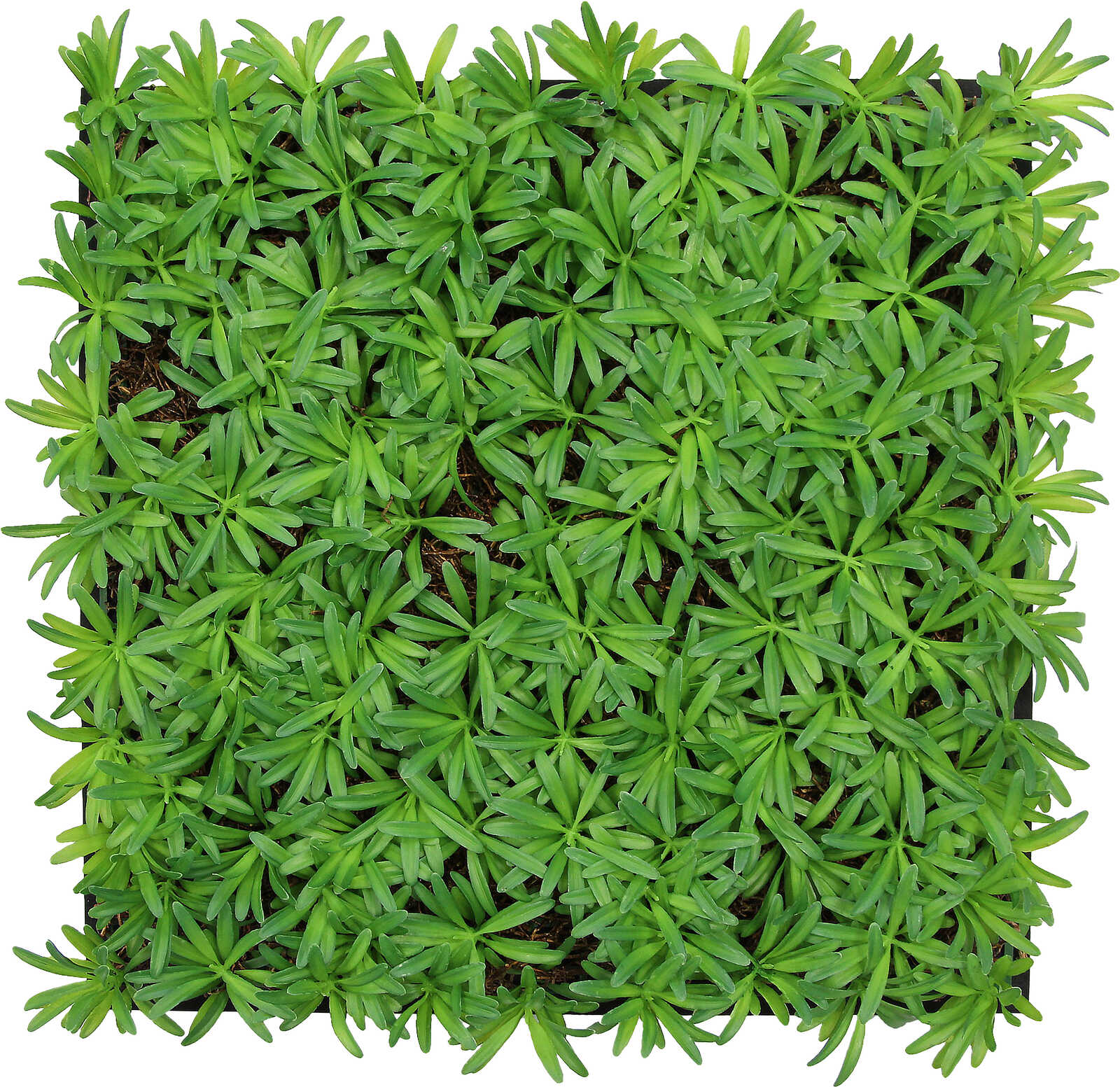 Panel Vegetal Podocarpus Tea Tree - Modular Wall - Foto 2