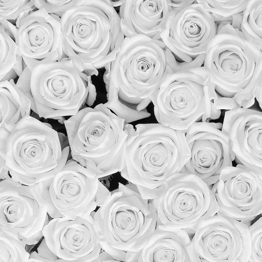 Fotomural Panel XXL 5 - Plants mural white roses on premium smooth fleece