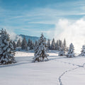 Fotomural XXL 3 - Winterforest 1