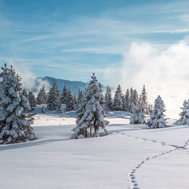 Fotomural XXL 3 - Winterforest 1