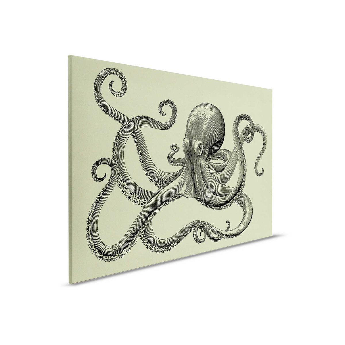 Jules 3 - Pintura en lienzo Pulpo en estilo boceto y aspecto vintage - Estructura de cartón