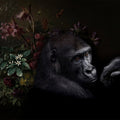 Fotomural Photo wallpaper Gorilla Portrait with flowers - Walls by Patel
