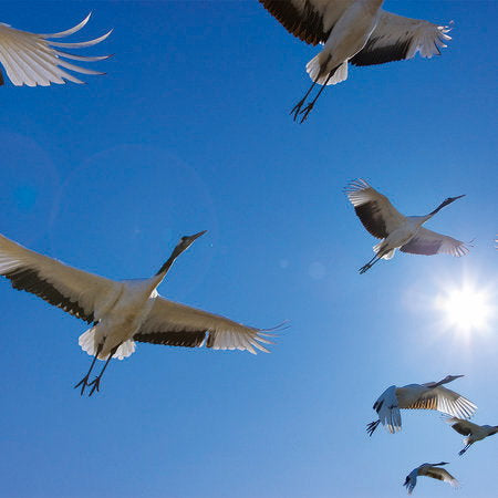 Fotomural Flock of birds - mural with migratory birds & blue sky - AP Digital 1