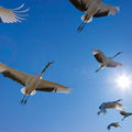 Fotomural Flock of birds - mural with migratory birds & blue sky - AP Digital 1