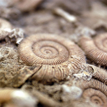 Fotomural Fossils photo wallpaper fossilized primordial animals beach design - AP Digital 1